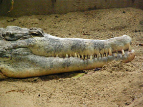 Смотреть фото Гавиаловый крокодил Фото Гавиаловый крокодил