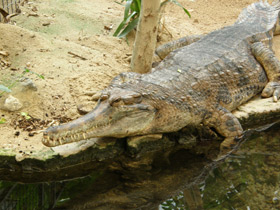 Смотреть фото Гавиаловый крокодил Фото Гавиаловый крокодил