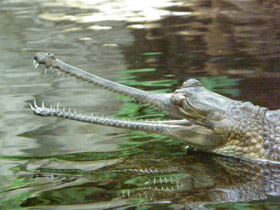 Смотреть фото Гавиал Фото Гавиал