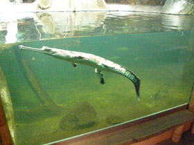 Смотреть фото Гавиал Фото Гавиал