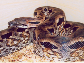 Фото Пресмыкающиеся жарких стран