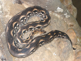 Смотреть фото Мадагаскарский удав Фото Мадагаскарский удав