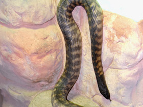 Смотреть фото Черноголовый питон Фото Черноголовый питон