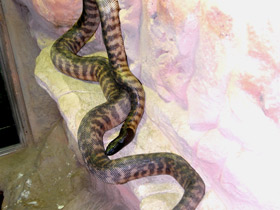 Смотреть фото Черноголовый питон Фото Черноголовый питон