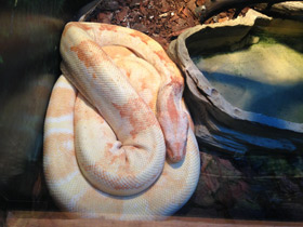 Фото Обыкновенный удав