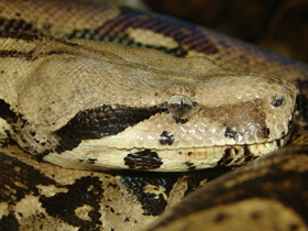 Фото Обыкновенный удав