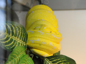 Смотреть фото Зеленый питон Фото Зеленый питон