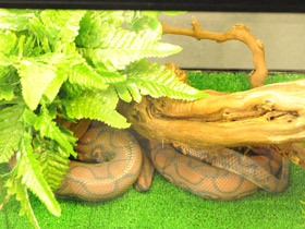 Смотреть фото Радужный удав Фото Радужный удав