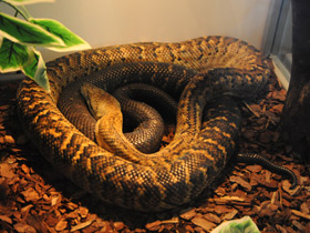 Смотреть фото Ямайкский удав Фото Ямайкский удав