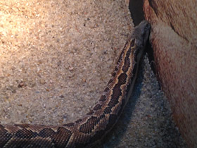 Фото Пятнистый удавчик