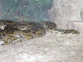 Смотреть фото Тигровый питон Фото Тигровый питон
