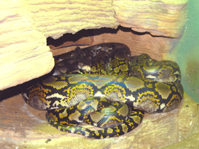 Смотреть фото Сетчатый питон Фото Сетчатый питон