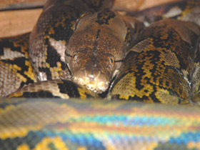 Фото Храбрецы и трусы