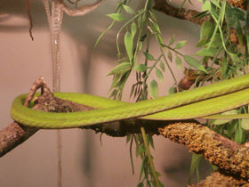 Фото Плетевидная змея