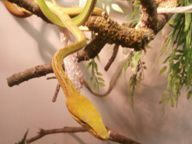 Фото Плетевидная змея