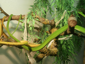 Фото Плетевидная змея