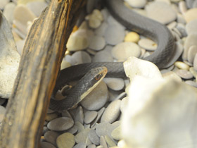 Смотреть фото Черный полоз-удав Фото Черный полоз-удав