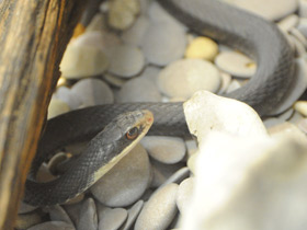Смотреть фото Черный полоз-удав Фото Черный полоз-удав