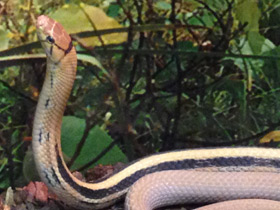Смотреть фото Лучистый полоз Фото Лучистый полоз