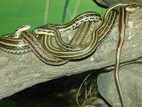 Смотреть фото Красноспинный полоз Фото Красноспинный полоз