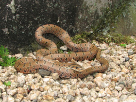 Смотреть фото Японский полоз Фото Японский полоз