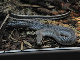 Смотреть фото Тонкохвостый полоз Фото Тонкохвостый полоз