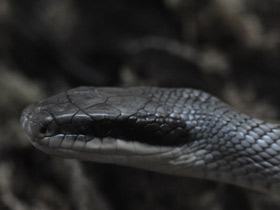 Смотреть фото Тонкохвостый полоз Фото Тонкохвостый полоз