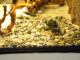 Смотреть фото Стрела-змея Шокари Фото Стрела-змея Шокари