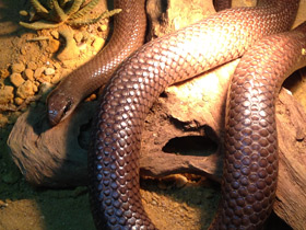 Смотреть фото Носатый рамфиофис Фото Носатый рамфиофис