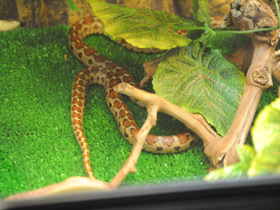 Смотреть фото Леопардовый лазающий полоз Фото Леопардовый лазающий полоз