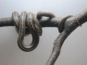 Смотреть фото Леопардовый лазающий полоз Фото Леопардовый лазающий полоз