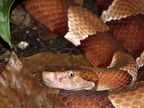 Смотреть фото Мокасиновый щитомордник Фото Мокасиновый щитомордник