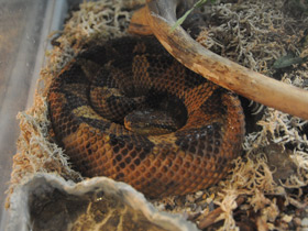 Фото Прыгающий ботропс