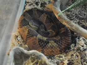 Фото Прыгающий ботропс