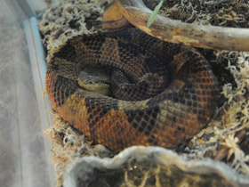 Фото Прыгающий ботропс