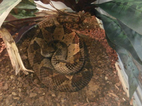 Фото Прыгающий ботропс