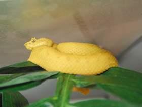 Фото Цепкохвостый ботропс Шлегеля