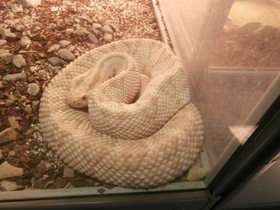 Смотреть фото Каскавелла Фото Каскавелла