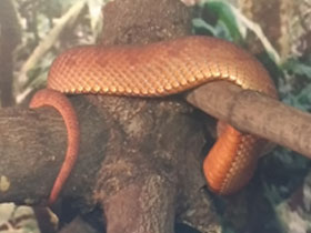 Фото Береговая куфия