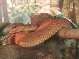 Фото Береговая куфия