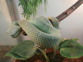 Фото Целебесская куфия