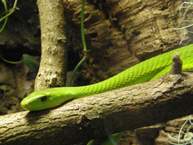 Фото Самые опасные змеи