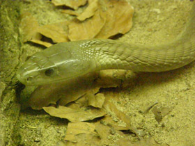 Фото Самые опасные змеи