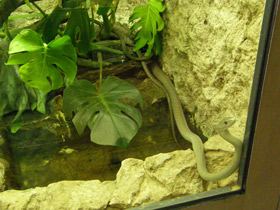 Смотреть фото Чёрная мамба Фото Чёрная мамба