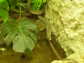 Смотреть фото Чёрная мамба Фото Чёрная мамба