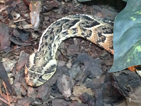 Смотреть фото Шумящая гадюка Фото Шумящая гадюка