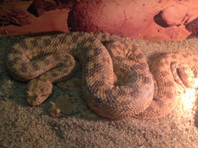 Смотреть фото Рогатая гадюка Фото Рогатая гадюка