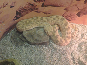 Смотреть фото Рогатая гадюка Фото Рогатая гадюка