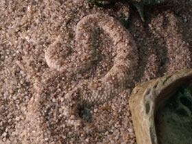 Смотреть фото Гадюка Авиценны Фото Гадюка Авиценны