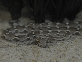 Фото Самые опасные змеи